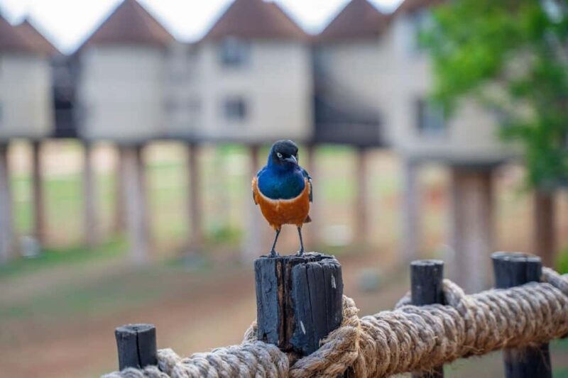 Overnight Safari to Saltlick Safari Lodge from Mombasa/Diani - Dining & Accommodation