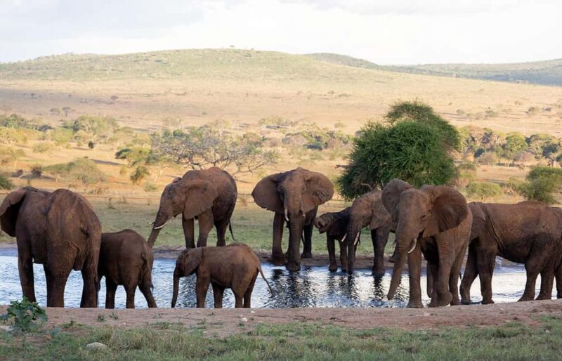 Overnight Safari to Saltlick through Tsavo East Park - What Is This Safari All About?