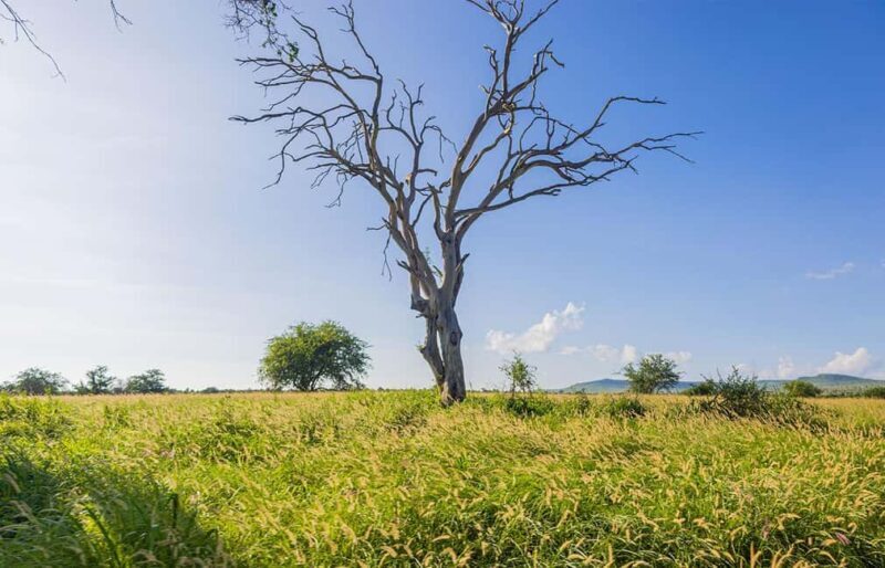 Overnight Safari to Saltlick through Tsavo East Park - FAQ