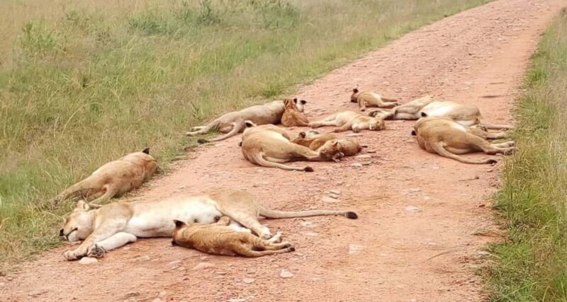 Overnight Safari to Tsavo East From Diani Beach - FAQs