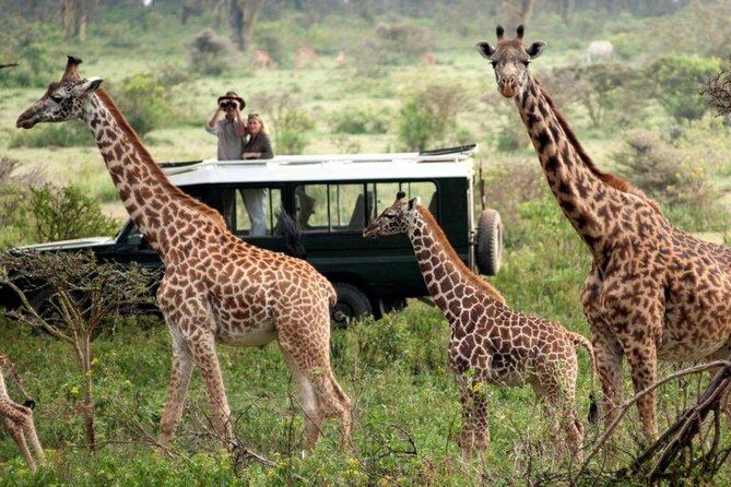 Overnight Safari to Tsavo East National Park from Mombasa/Diani - A Detailed Look at the Itinerary