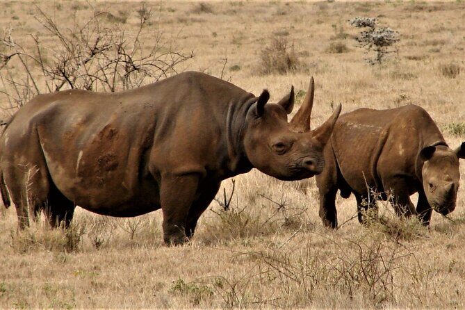 Overnight Safari to Tsavo East National Park from Mombasa/Diani - FAQ