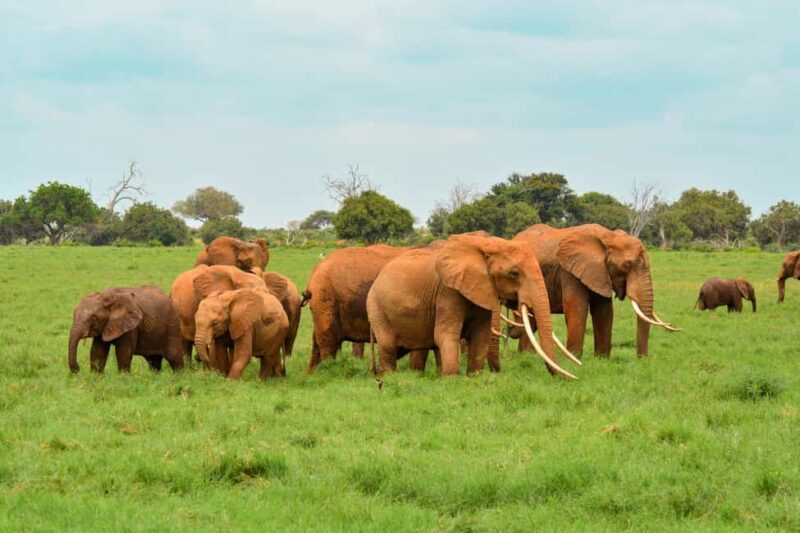 Overnight Safari to Tsavo East National Park from Mombasa - Introduction