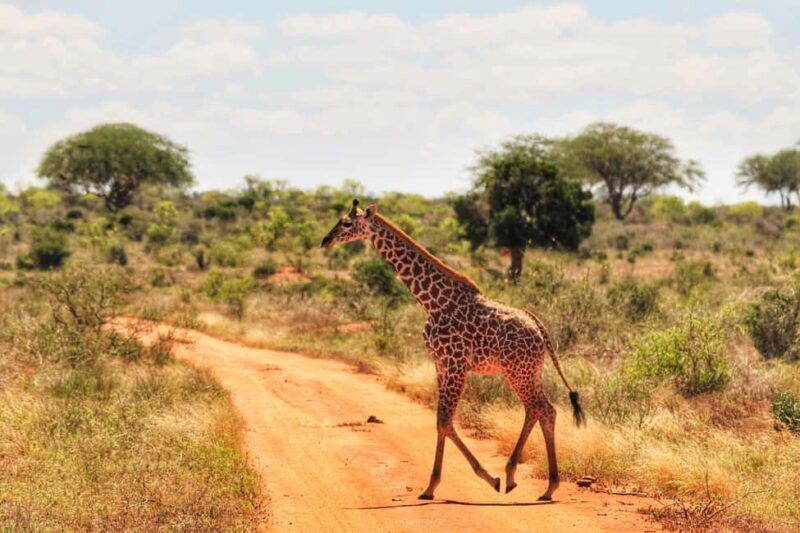 Overnight Safari to Tsavo East National Park from Mombasa - Key Points
