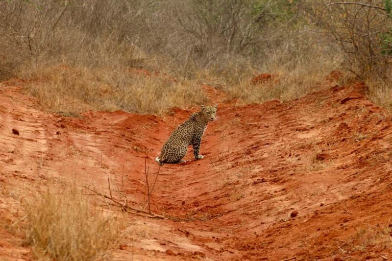 Overnight Safari to Tsavo East National Park from Mombasa - Who Is This Tour Best For?