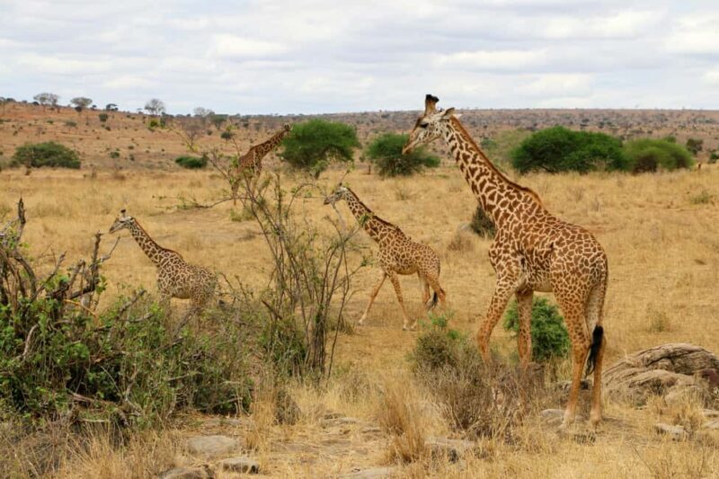 Overnight Safari to Tsavo East National Park from Mombasa - The Sum Up