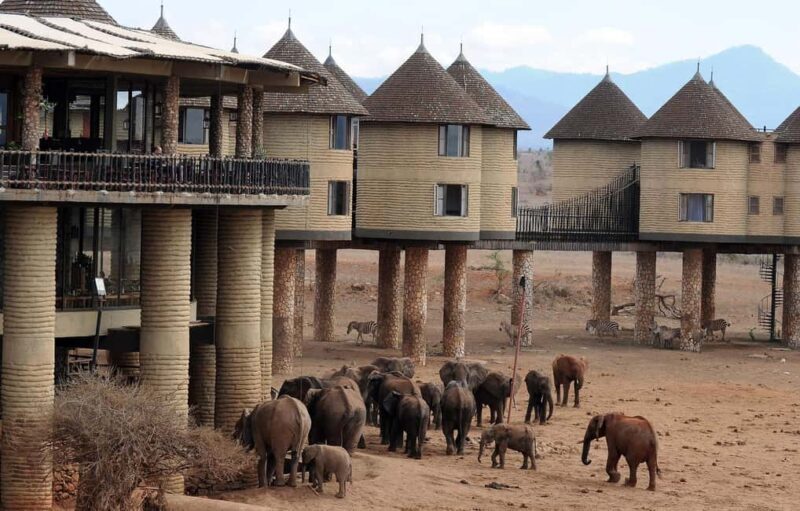 Overnight Saltlick Safari from Mombasa or Diani - Key Points