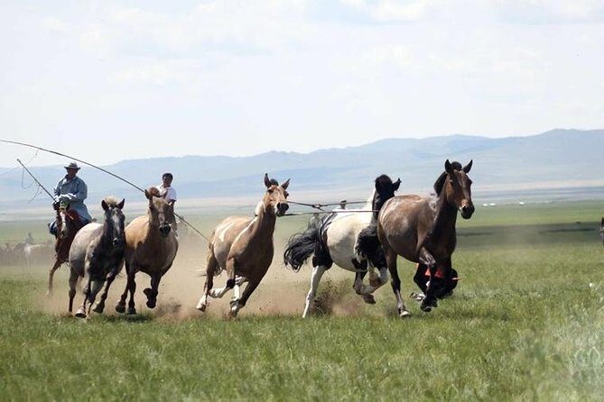 Overnight Semi-Gobi Tour with Nomadic HomeStay - Why This Tour Offers Good Value