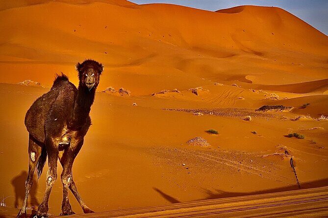 Overnight stay in desert camp & Camel trekking in the Sahara - Frequently Asked Questions