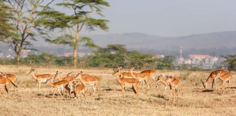 Overnight To Tsavo East from Mombasa/Diani - Overall Experience and What You Can Expect
