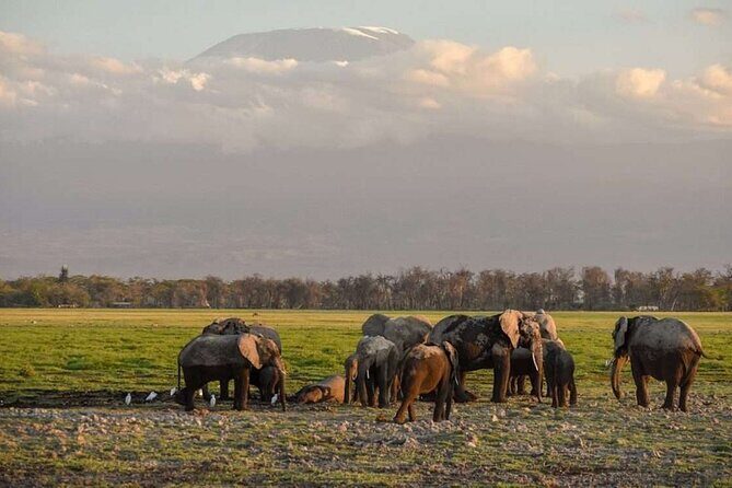 Overnight Tour in Amboseli National Park from Nairobi - Key Points