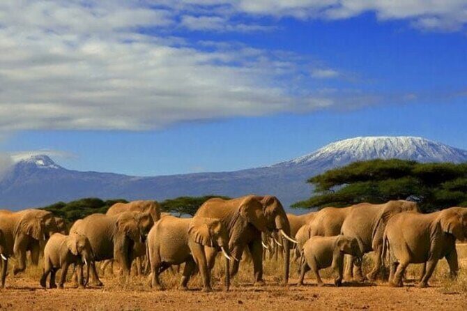 Overnight Tour in Amboseli National Park from Nairobi - Who Is This Tour Best For?