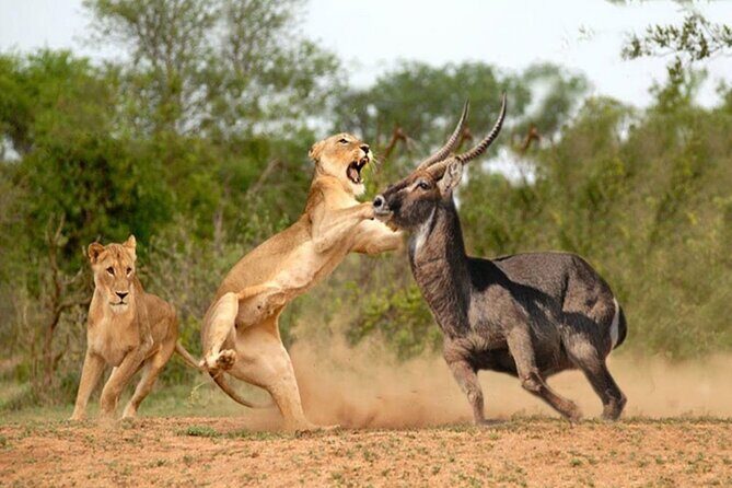 Overnight Tour in Amboseli National Park from Nairobi - The Sum Up