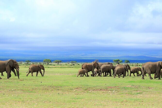 Overnight Tour in Amboseli National Park from Nairobi - FAQ