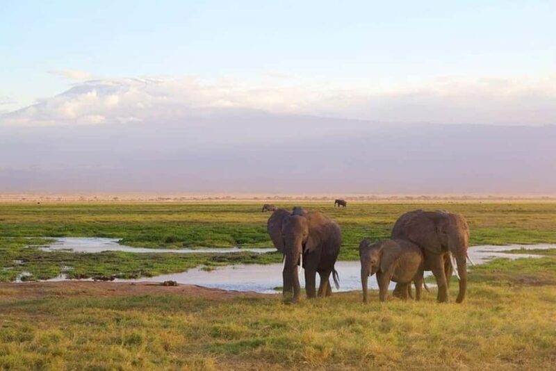 Overnight Tour to Amboseli National park from Nairobi - An In-Depth Look at the Amboseli Overnight Tour