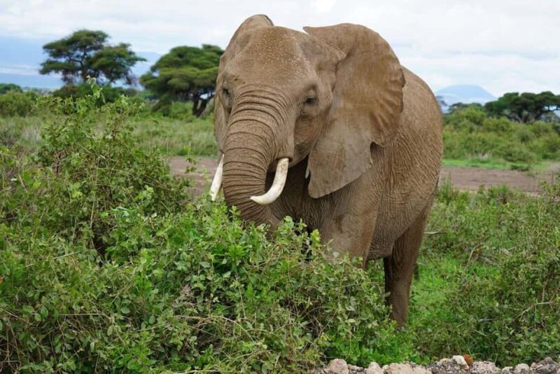 Overnight Tour to Amboseli National park from Nairobi - Who Should Consider This Tour?