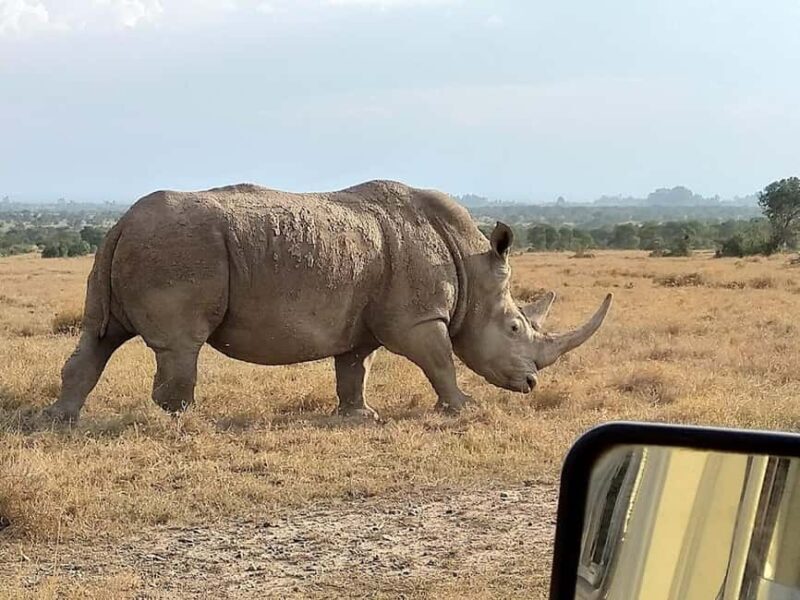 Overnight tour to Mount Kenya and Olpejeta Conservancy - Who Should Consider This Tour?