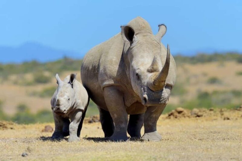Overnight tour to OL Pejeta Conservancy - Key Points