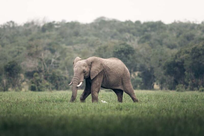 Overnight tour to OL Pejeta Conservancy - An Authentic Kenyan Safari: What You Can Expect from the Tour
