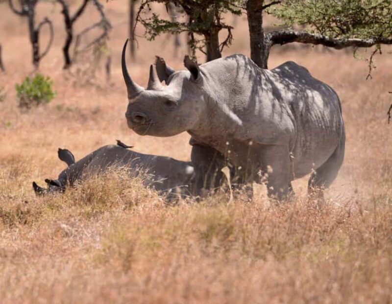 Overnight tour to OL Pejeta Conservancy - Analyzing the Value: Is It Worth the Price?