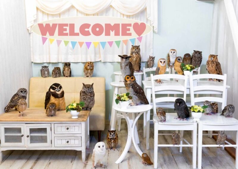 Owl Cafe Tokyo Akiba Fukurou - An In-Depth Look at Owl Café Tokyo Akiba Fukurou