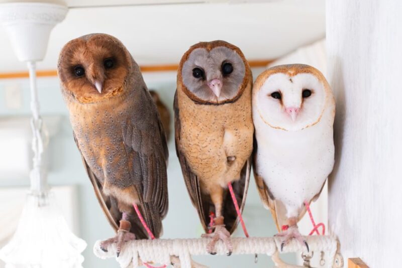 Owl Cafe Tokyo Akiba Fukurou - FAQs