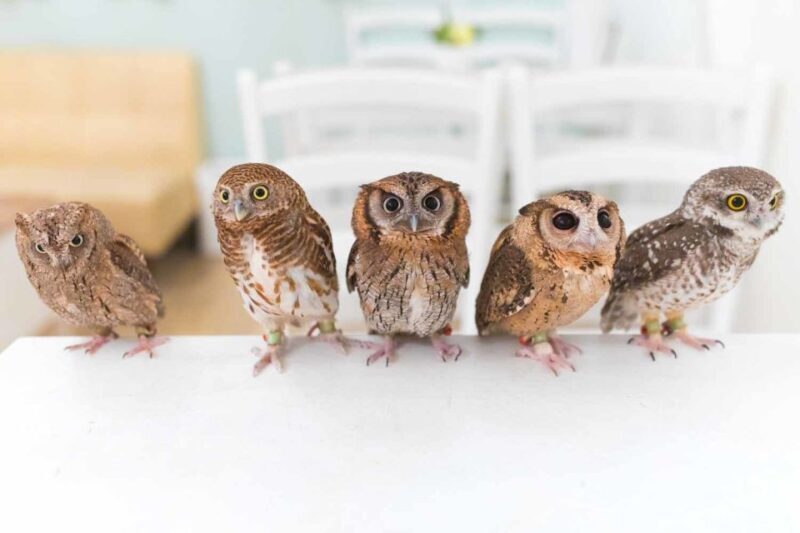 Owl Cafe Tokyo Akiba Fukurou - Who Should Consider Visiting?