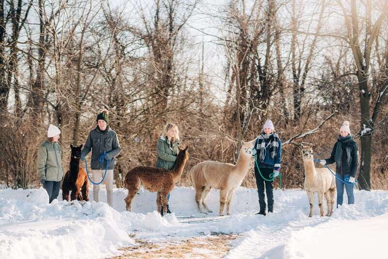 Oxford County, ON: Alpaca Farm Walk & Learning Experience - A Detailed Look at the Experience