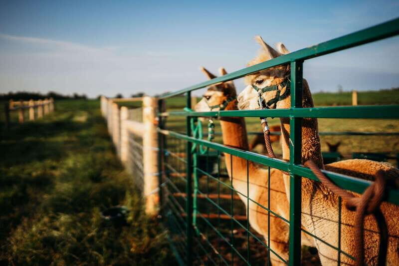 Oxford County, ON: Alpaca Farm Walk & Learning Experience - Concluding Thoughts