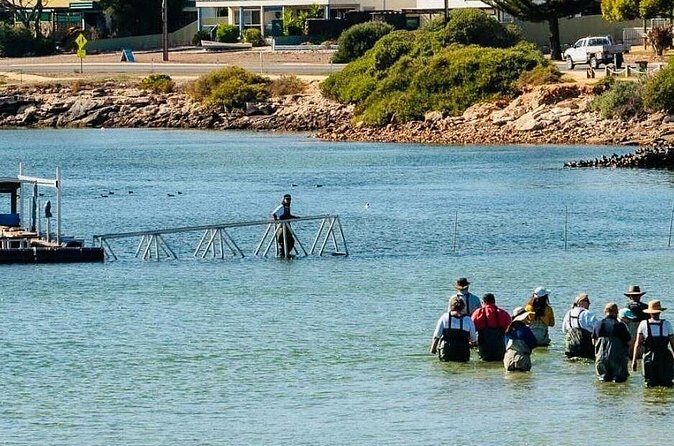 Oyster Farm Tour with Hotel Pick-up and return from Port Lincoln - Who Will Love This Tour?