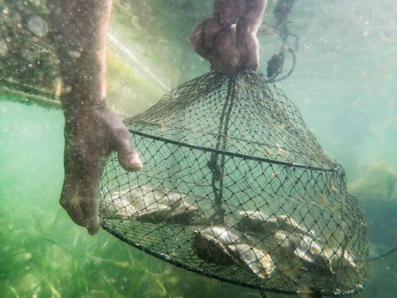 Oyster & Pearl Lovers Tour - The Sum Up – Who Should Consider This Tour?