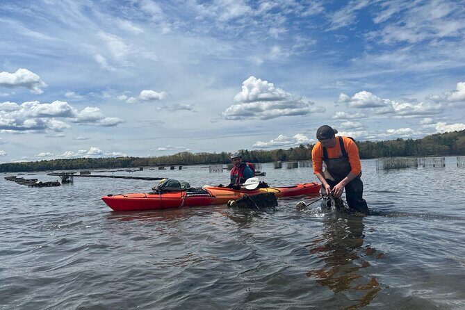 Oyster Tasting and Kayak Tour - Discovering the Oyster Tasting and Kayak Tour in New Hampshire: An Authentic Coastal Experience