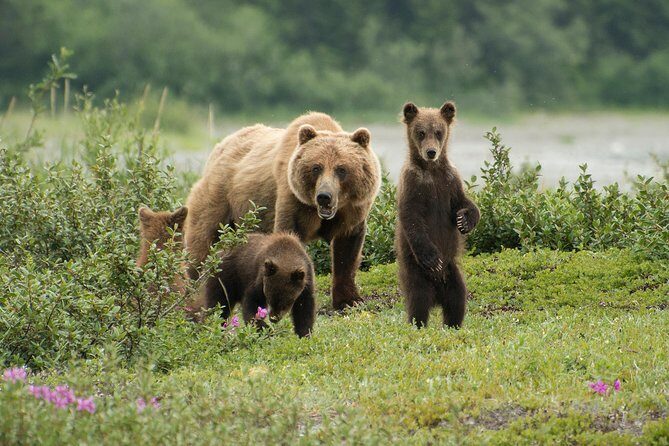 Pack Creek Brown Bear Viewing Juneau - The Itinerary and What You Can Expect