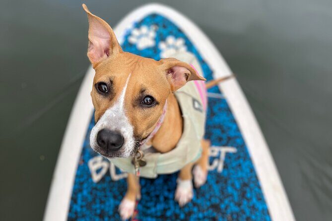Paddle Board Hale'iwa with Rescue Dogs - What to Expect: The Itinerary