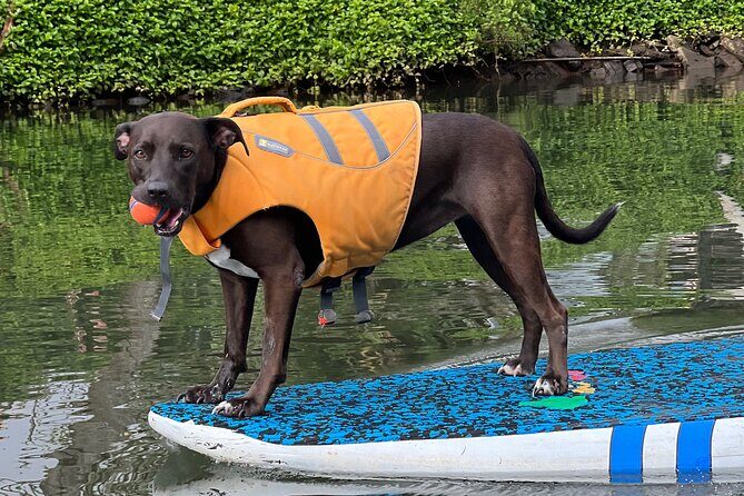 Paddle Board Hale'iwa with Rescue Dogs - The Guide and the Dogs