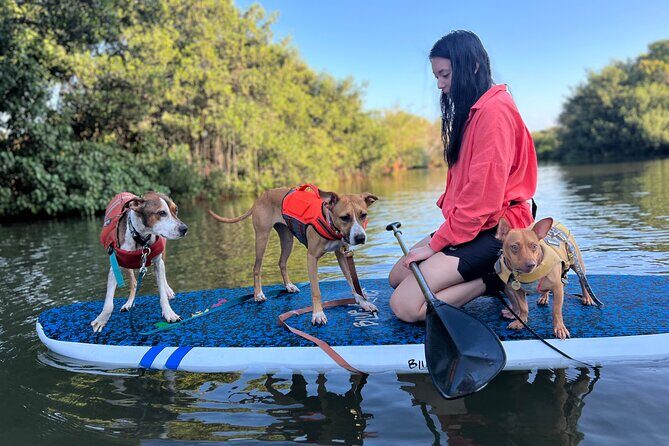 Paddle Board Hale'iwa with Rescue Dogs - The Trustworthy Reviews