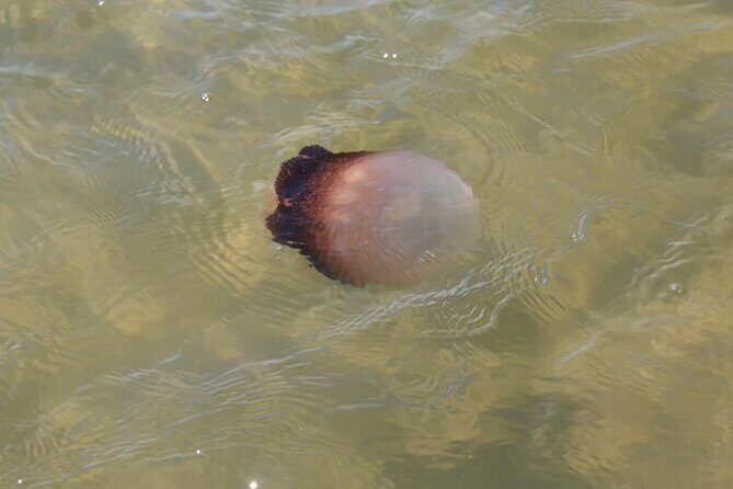 Paddle With Native Wildlife - The Sum Up