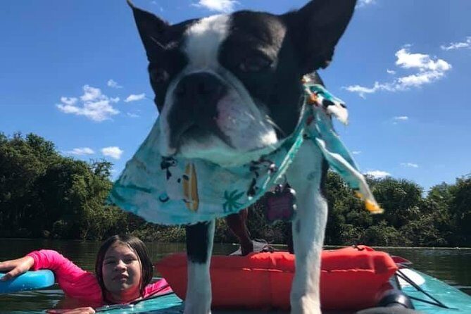 Paddle with Pups in Paradise - Paddleboard or Kayak - Practical Details Youll Want to Know