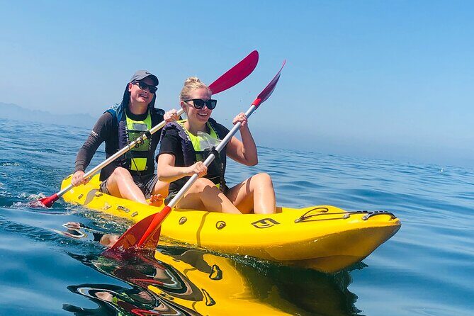 Paddle with the Penguins - Why This Tour Offers Great Value