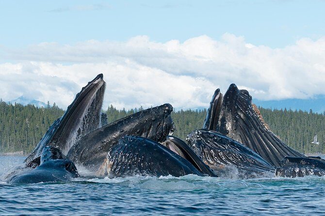 Paddle with Whales Kayak Adventure Juneau - FAQ