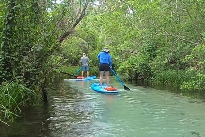 Paddleboard Rental  Three Sisters Springs & Manatee Refuge - An Introduction to the Paddleboard Experience