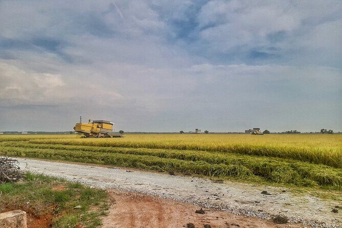 Paddy Field, Fishing Village Sekinchan DAY Tour Lunch (SIC-Shared/Join In Tour) - Practicalities and Value