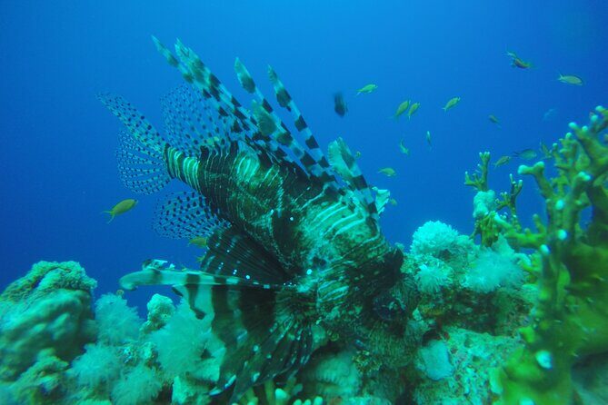 PADI 3 Days Open Water Course - Authentic Experiences from Participants