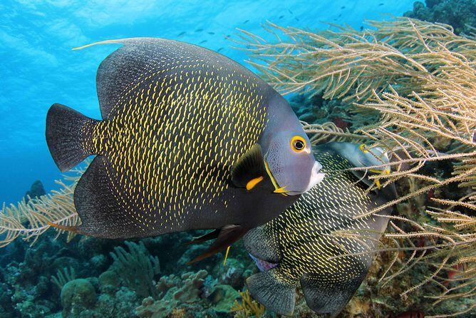 PADI Discover Scuba Dive at 5 Star Dive Center Blue Bay Dive, Curacao - Why Choose the PADI Discover Scuba Dive at Blue Bay Dive?