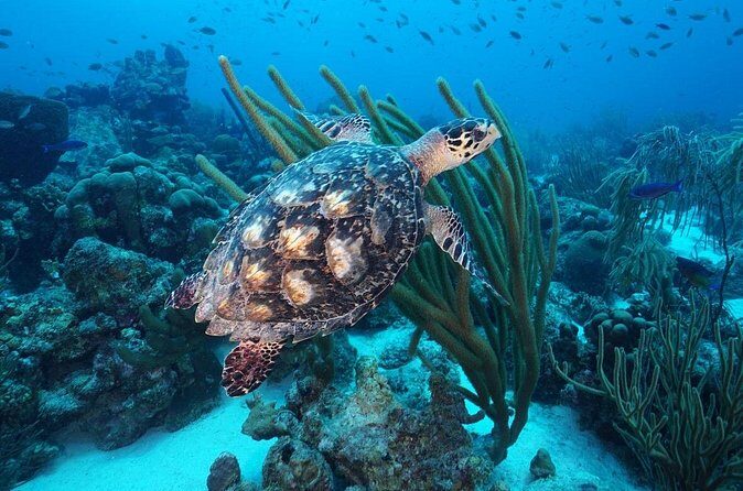 PADI Discover Scuba Dive at Coral Divers Curacao - An Honest Look at the Coral Divers Discover Scuba Experience