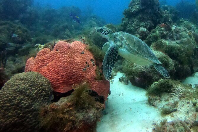 PADI Discover Scuba Dive - Frequently Asked Questions