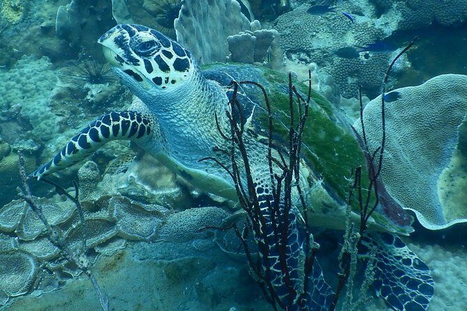 PADI Discover Scuba Dive Experience - The Value of This Experience