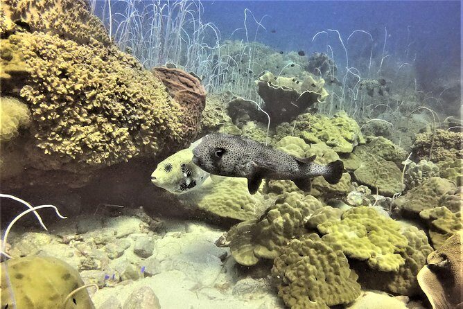 PADI Discover Scuba Dive Experience - The Sum Up