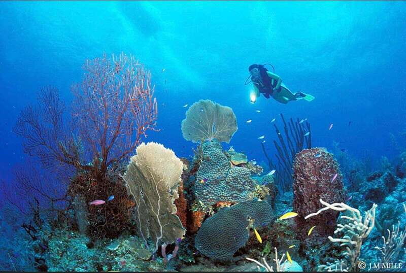 PADI Discover Scuba Diving: at Hol Chan Marine Reserve - Who Is This Tour Best For?