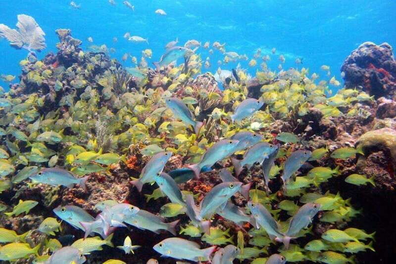 PADI Discover Scuba Diving for divers without certification - The Value of This Experience